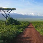 Tanzania landscape with Mt. Kilimanjaro and an acacia tree
